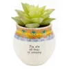 Natural Life Faux Succulent All Kinds Of Amazing Mini Planter, 2" 1 Natural Life Faux Succulent All Kinds Of Amazing Mini Planter, 2" -Hallmark popular shop All Kinds of Amazing Mini Planter With Faux Succulent PLNT083 01
